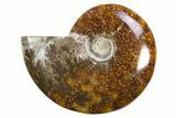 Polished Cretaceous Ammonite (Cleoniceras) Fossil - Madagascar #305898-1